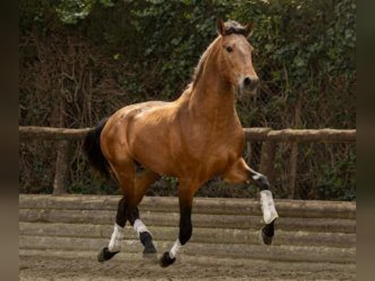 PRE Croisé Étalon 4 Ans 156 cm Bai cerise in Sevilla