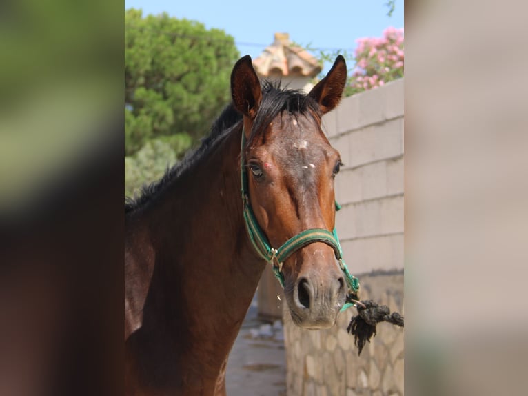 PRE Croisé Étalon 4 Ans 156 cm Bai in Vejer de la Frontera