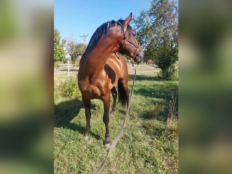 PRE Étalon 4 Ans 156 cm Bai in Prague