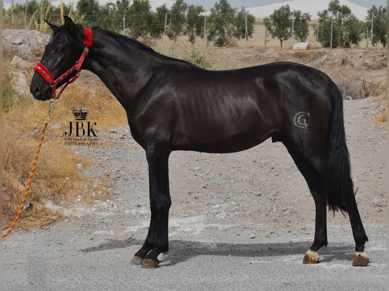 PRE Étalon 4 Ans 156 cm Noir in Tabernas Almeria