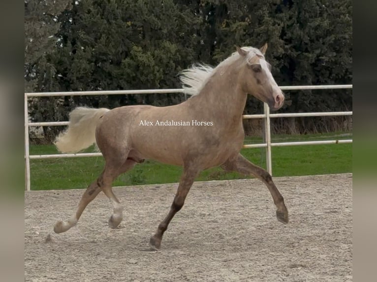 PRE Croisé Étalon 4 Ans 156 cm Palomino in Sevilla