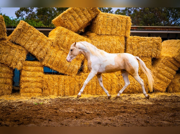 PRE Croisé Étalon 4 Ans 156 cm Tobiano-toutes couleurs in Valencia