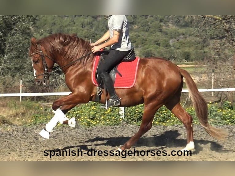 PRE Croisé Étalon 4 Ans 157 cm Alezan in Barcelona