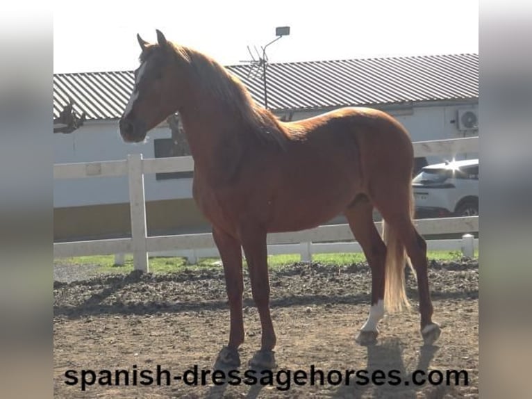 PRE Croisé Étalon 4 Ans 157 cm Alezan in Barcelona