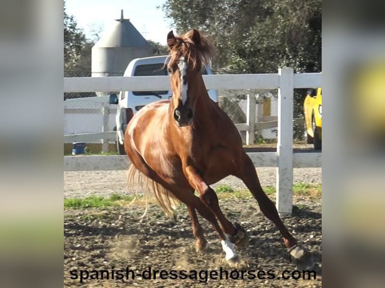 PRE Croisé Étalon 4 Ans 157 cm Alezan in Barcelona