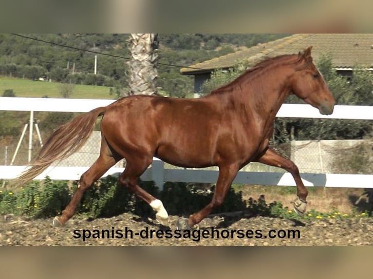 PRE Croisé Étalon 4 Ans 157 cm Alezan in Barcelona