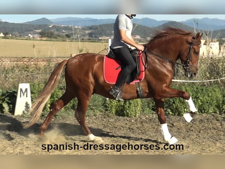 PRE Croisé Étalon 4 Ans 157 cm Alezan in Barcelona