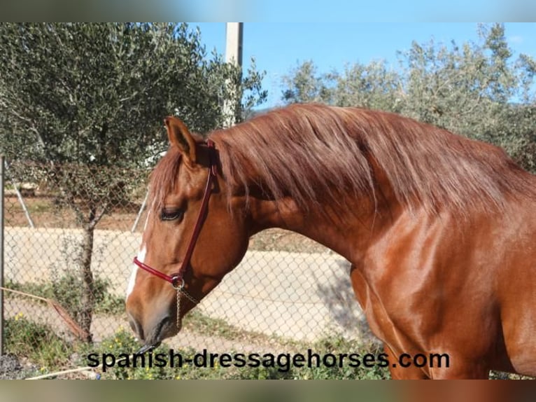 PRE Croisé Étalon 4 Ans 157 cm Alezan in Barcelona