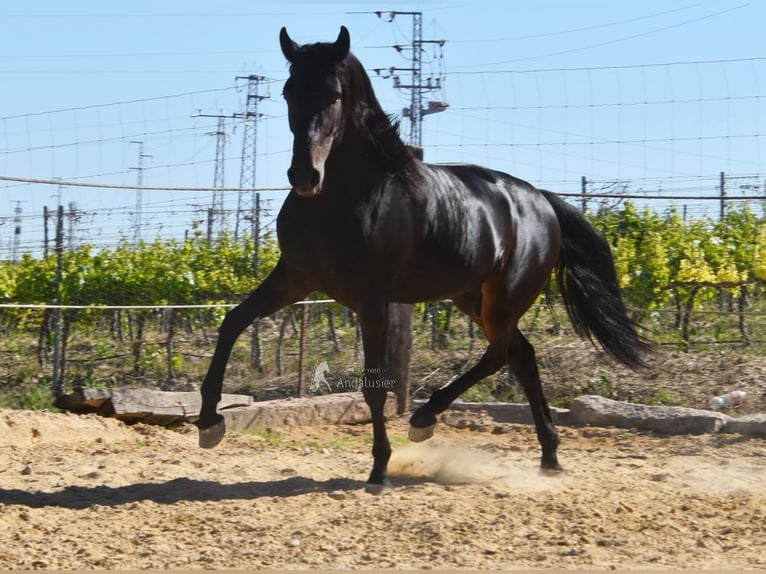 PRE Étalon 4 Ans 157 cm Bai brun in Provinz Malaga