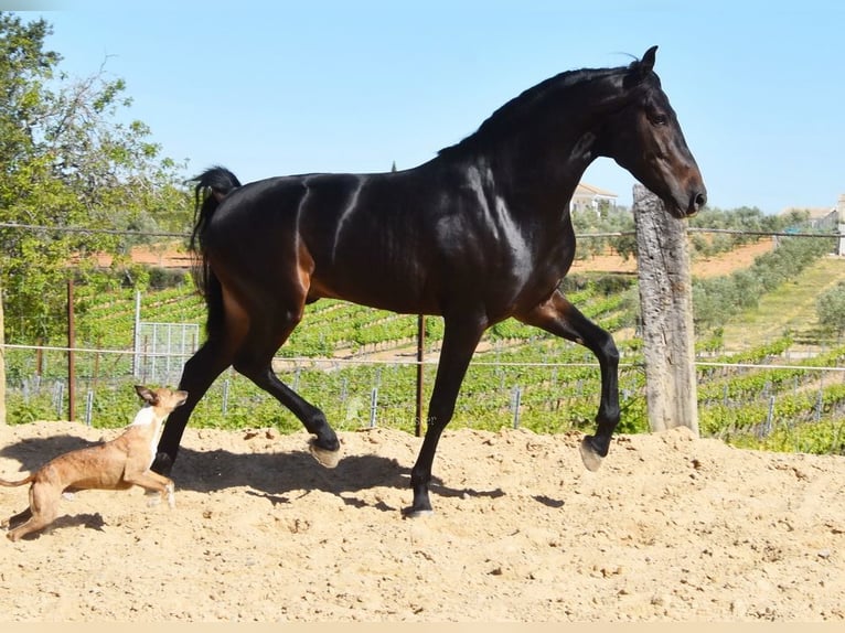 PRE Étalon 4 Ans 157 cm Bai brun in Provinz Malaga