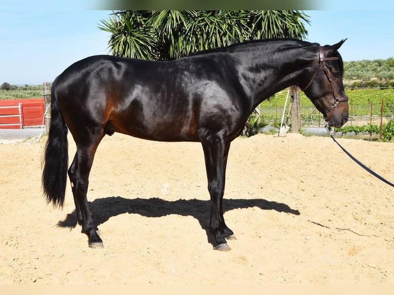PRE Étalon 4 Ans 157 cm Bai brun in Provinz Malaga