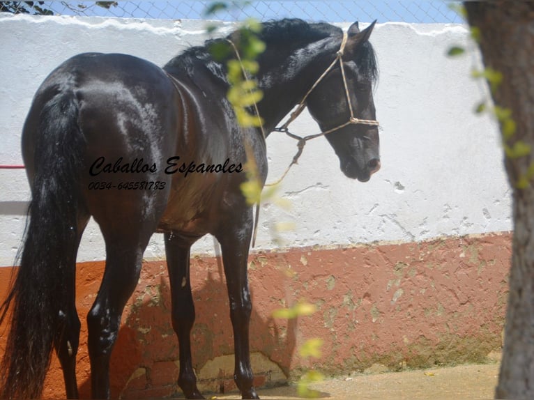 PRE Croisé Étalon 4 Ans 157 cm Bai brun foncé in Vejer de la Frontera