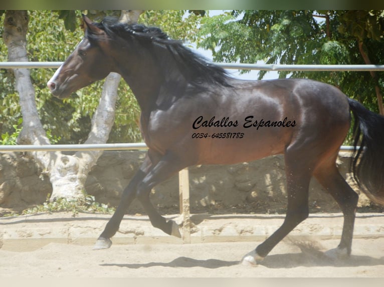 PRE Croisé Étalon 4 Ans 157 cm Bai brun foncé in Vejer de la Frontera
