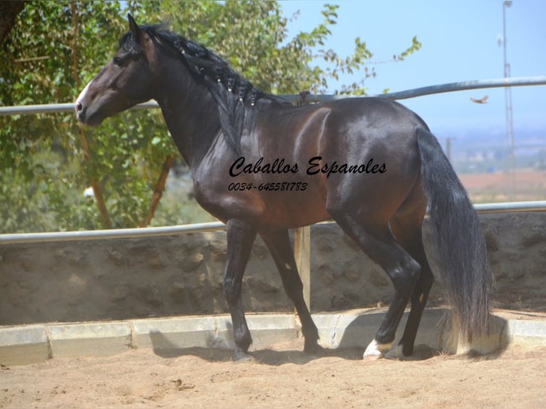 PRE Croisé Étalon 4 Ans 157 cm Bai brun foncé in Vejer de la Frontera