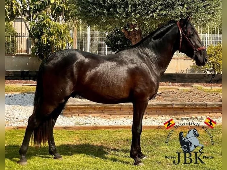 PRE Croisé Étalon 4 Ans 157 cm Noir in Tabernas Almeria