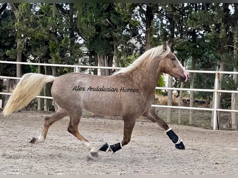 PRE Croisé Étalon 4 Ans 157 cm Palomino in Sevilla