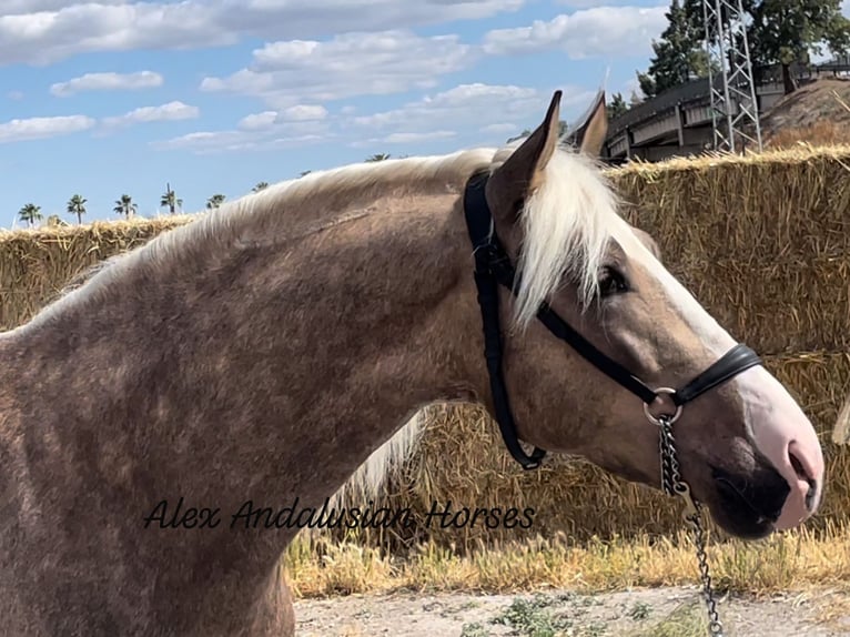 PRE Croisé Étalon 4 Ans 157 cm Palomino in Sevilla