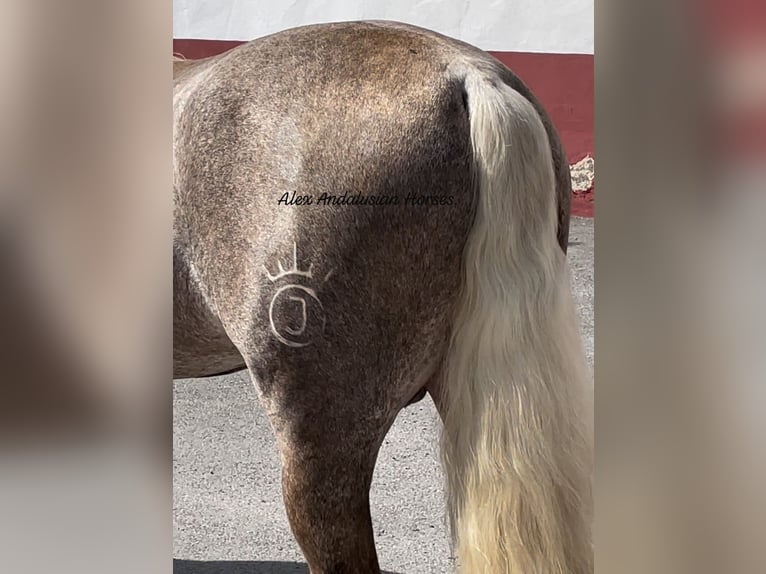 PRE Croisé Étalon 4 Ans 157 cm Palomino in Sevilla