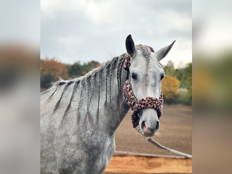 PRE Croisé Étalon 4 Ans 157 cm Rouan bleu in Wegeleben