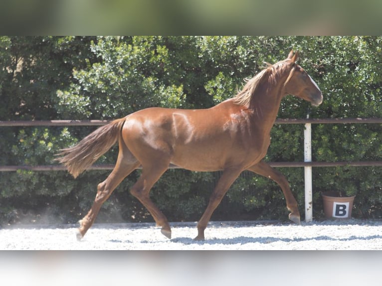 PRE Croisé Étalon 4 Ans 158 cm Alezan brûlé in NAVAS DEL MADRONO