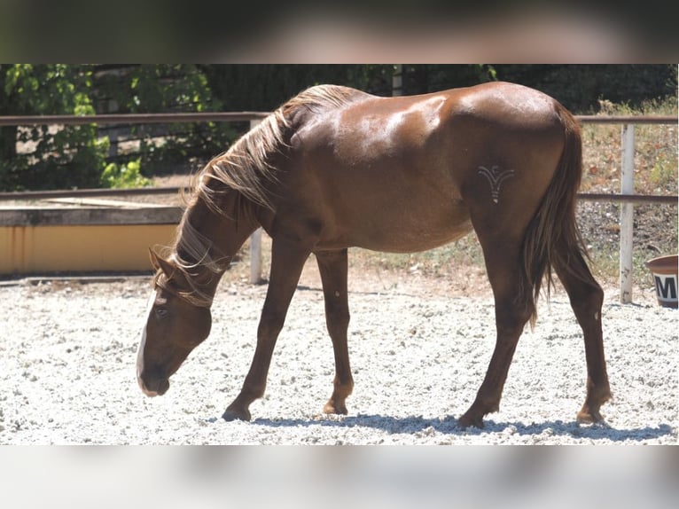 PRE Croisé Étalon 4 Ans 158 cm Alezan brûlé in NAVAS DEL MADRONO