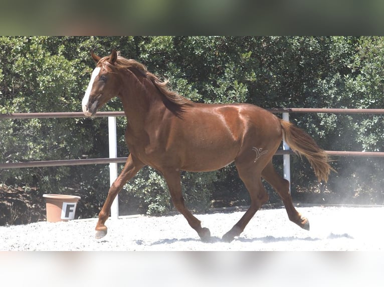 PRE Croisé Étalon 4 Ans 158 cm Alezan brûlé in NAVAS DEL MADRONO