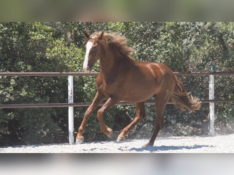 PRE Croisé Étalon 4 Ans 158 cm Alezan brûlé in NAVAS DEL MADRONO