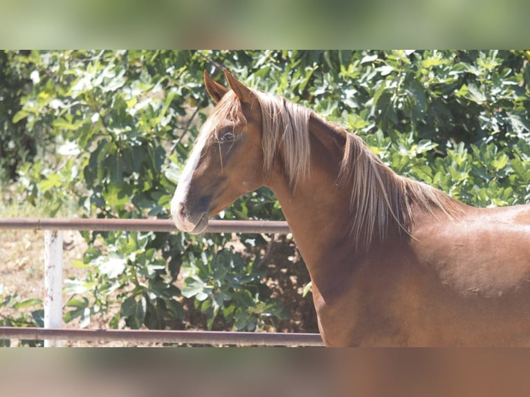 PRE Croisé Étalon 4 Ans 158 cm Alezan brûlé in NAVAS DEL MADRONO