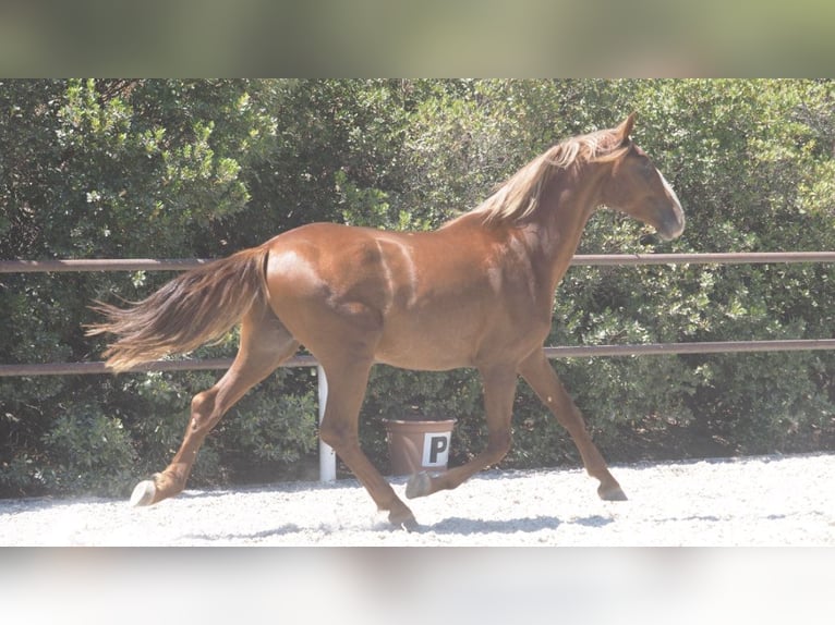 PRE Croisé Étalon 4 Ans 158 cm Alezan brûlé in NAVAS DEL MADRONO