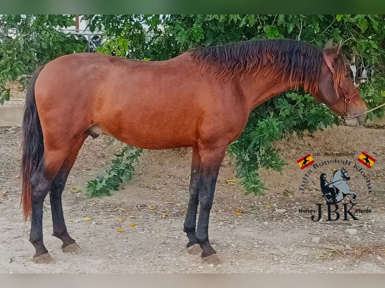 PRE Croisé Étalon 4 Ans 158 cm Bai in Tabernas Almeria