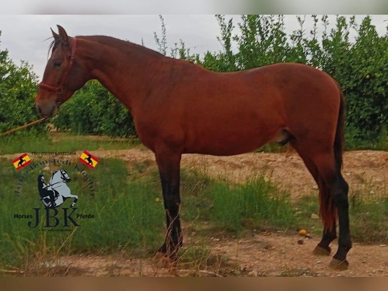 PRE Croisé Étalon 4 Ans 158 cm Bai in Tabernas Almeria