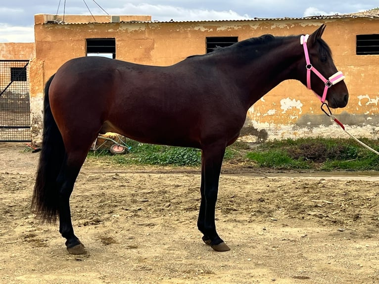 PRE Croisé Étalon 4 Ans 158 cm Bai in Tabernas
