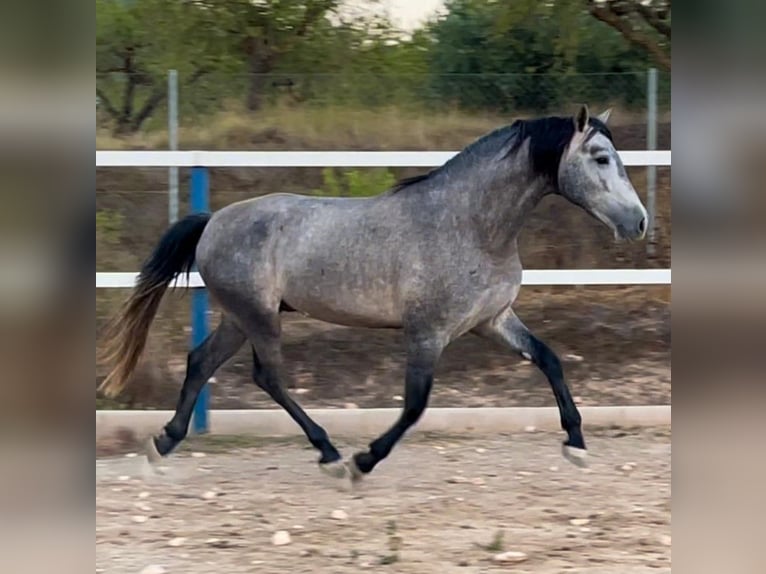 PRE Croisé Étalon 4 Ans 158 cm Gris in Alicante