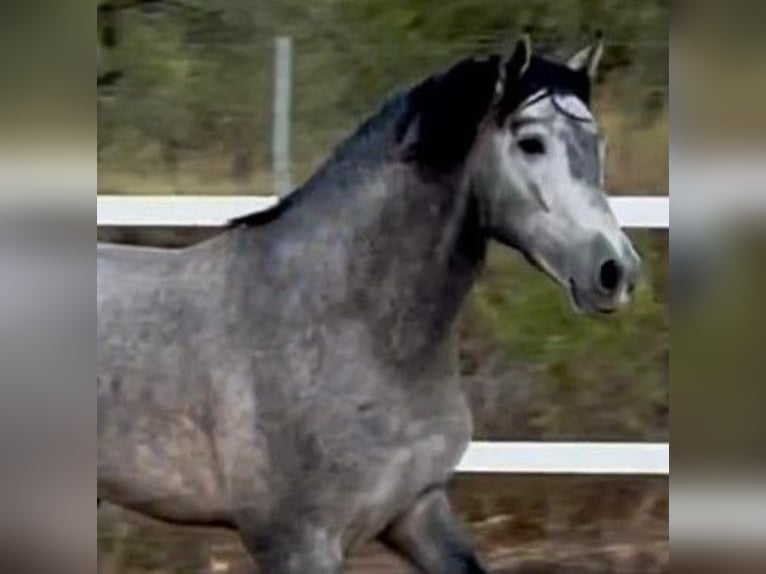 PRE Croisé Étalon 4 Ans 158 cm Gris in Alicante