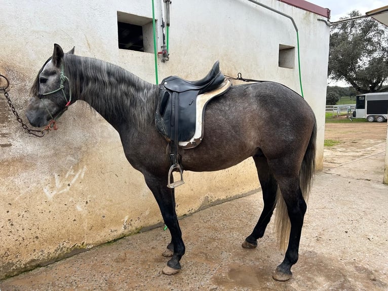 PRE Croisé Étalon 4 Ans 158 cm Gris in Villanueva De Córdoba