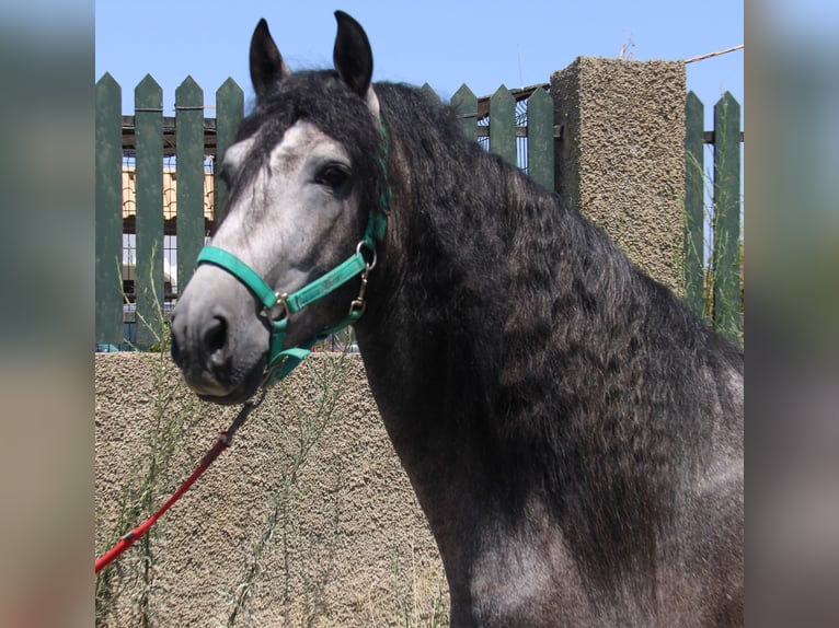 PRE Étalon 4 Ans 158 cm Gris in Vejer de la Frontera