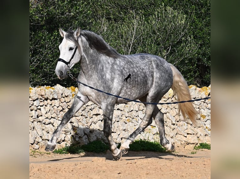 PRE Croisé Étalon 4 Ans 158 cm Gris in Menorca