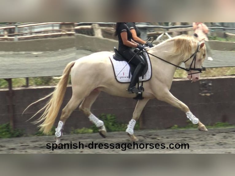 PRE Croisé Étalon 4 Ans 158 cm Perlino in Barcelona