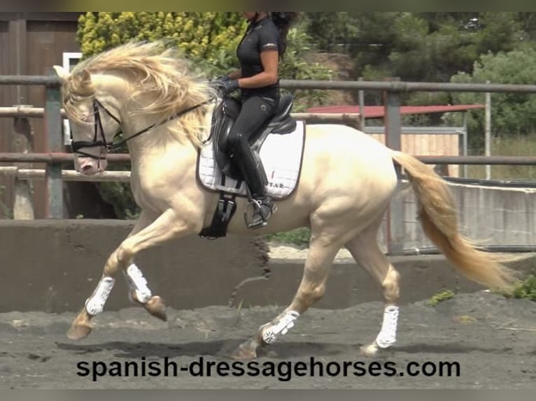 PRE Croisé Étalon 4 Ans 158 cm Perlino in Barcelona