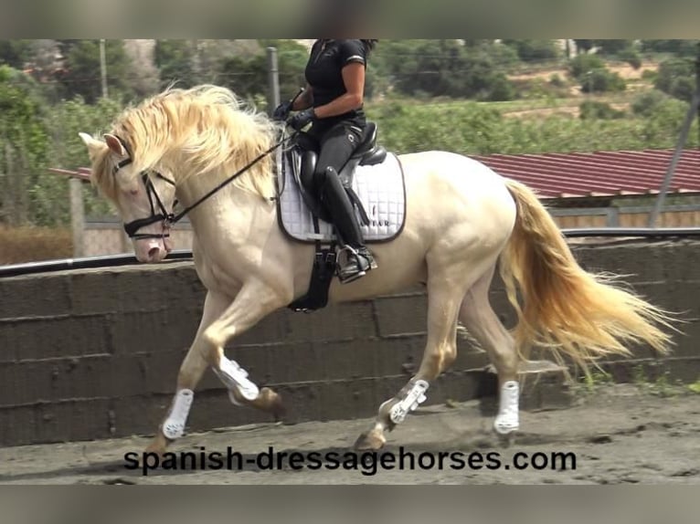 PRE Croisé Étalon 4 Ans 158 cm Perlino in Barcelona