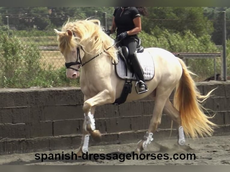 PRE Croisé Étalon 4 Ans 158 cm Perlino in Barcelona