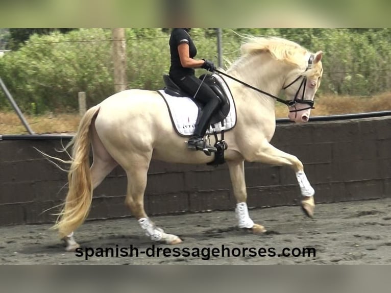 PRE Croisé Étalon 4 Ans 158 cm Perlino in Barcelona