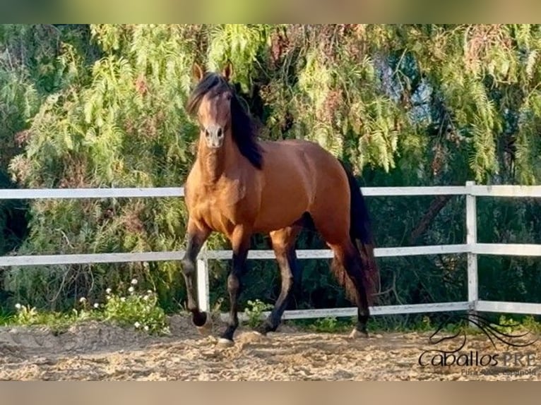 PRE Croisé Étalon 4 Ans 159 cm Bai in Barcelona
