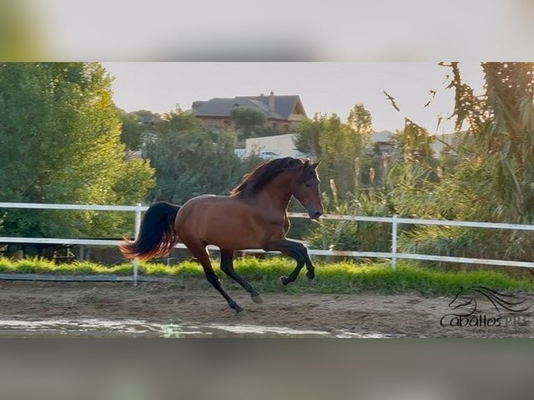 PRE Croisé Étalon 4 Ans 159 cm Bai in Barcelona