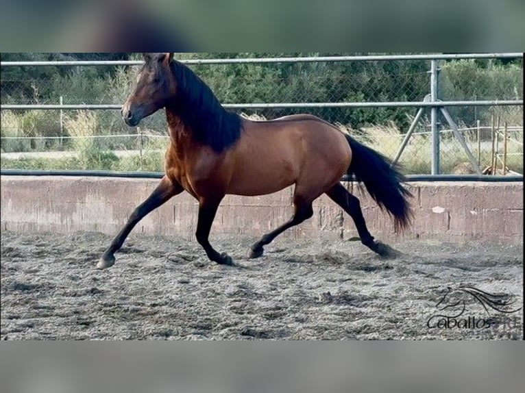 PRE Étalon 4 Ans 159 cm Bai in Barcelona