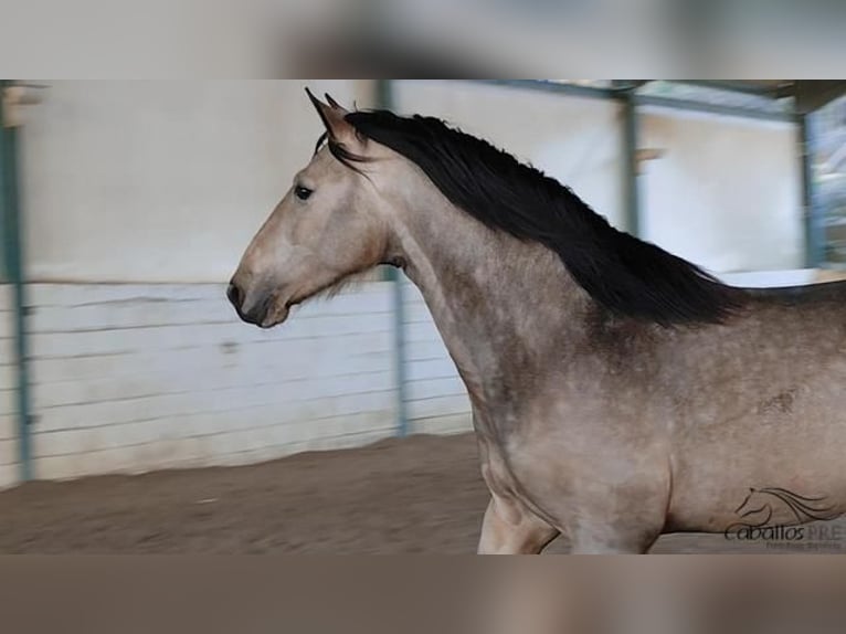 PRE Croisé Étalon 4 Ans 159 cm Buckskin in Girona