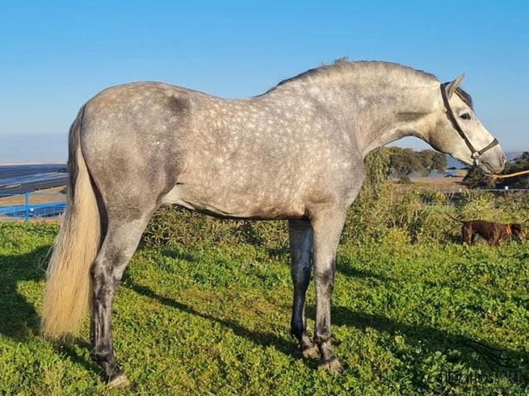 PRE Étalon 4 Ans 159 cm Gris in Badajoz