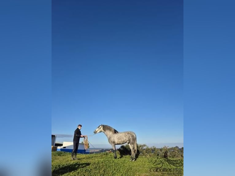 PRE Étalon 4 Ans 159 cm Gris in Badajoz