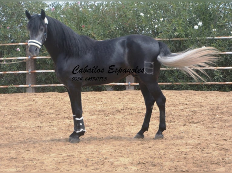 PRE Étalon 4 Ans 159 cm Gris noir in Vejer de la Frontera