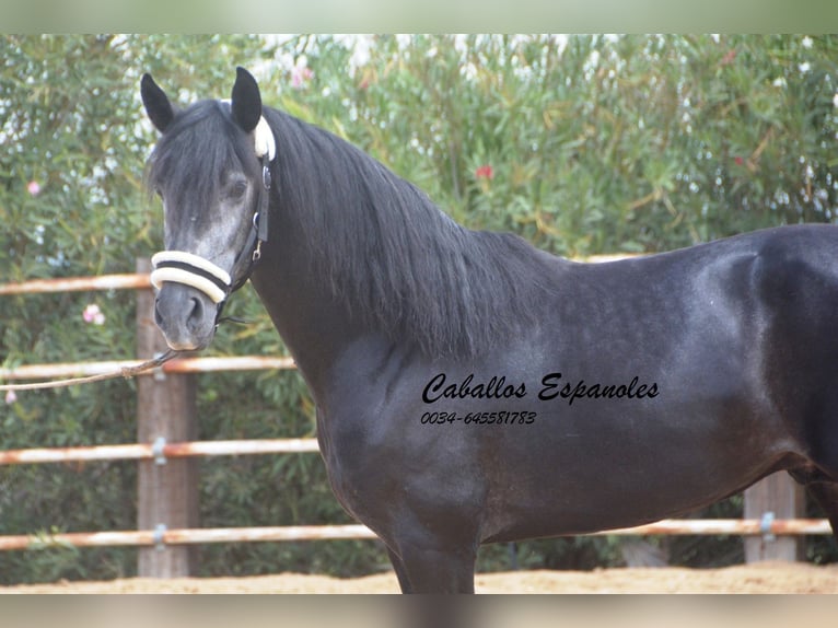 PRE Étalon 4 Ans 159 cm Gris noir in Vejer de la Frontera